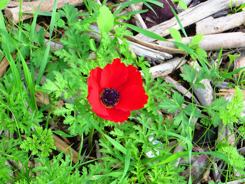 File:PikiWiki Israel 41218 Plants of Israel.JPG