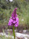 Миниатюра для Файл:PikiWiki Israel 4634 Toothed Orchid.JPG