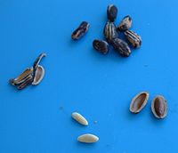 Stone pine (Pinus pinea) nuts