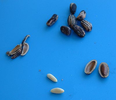 Stone pine nuts
