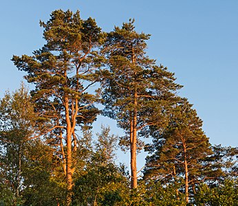 Pines at sunset