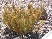 ephedra americano