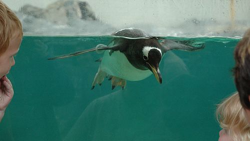 Penguin at Bergen Aquarium Pingvin.jpg