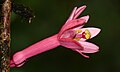 Pembe Tutku Çiçeği (Passiflora amoena) (39555315542) .jpg