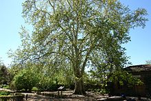 Árbol singular - Wikipedia, la enciclopedia libre