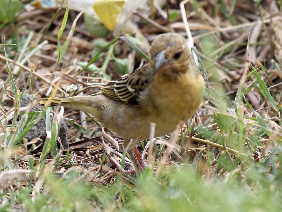 Serin du Yémen