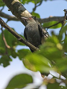 Plumbeous Tyrant (Knipolegus cabanisi) (8077593149) .jpg