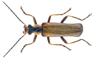 <i>Podabrus alpinus</i> Species of beetle