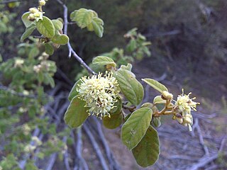 <i>Pomaderris subcapitata</i> Species of plant