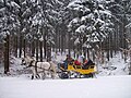 Postschlitten im Winterwald