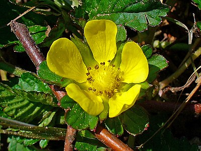 Potentilla indica Flower