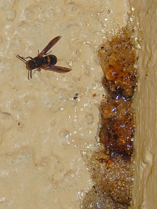 <i>Epsilon</i> (wasp) Genus of wasps