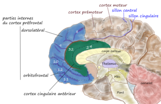 Prefrontal medial.png
