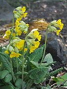 Primula veris subsp. macrocalyx