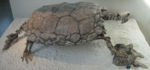 Proganochelys quenstedti nel Museo Americano di Storia Naturale