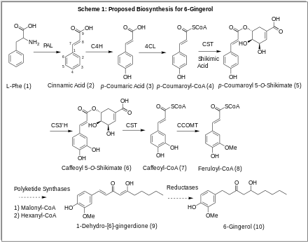 Proposed gingerol biosynthesis