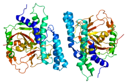 Protein PARP1 PDB 1uk0.png