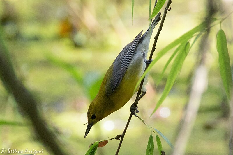 File:Prothonotary Warbler (female) Smith Oaks High Island TX 2018-04-27 14-37-56-2 (42200218751).jpg