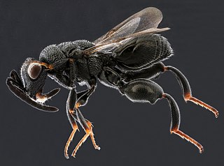 <i>Psilochalcis</i> Genus of wasps