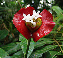 P. elata flower in bloom Psychotria elata, the Hairless Hotlips (9381777100).jpg
