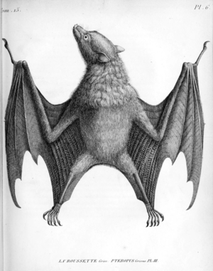 Pteropus Griseus Vesnol