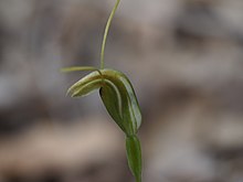 Pterostylis karri 02.jpg