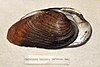 Ptychobranchus fasciolaris (Rafinesce, 1820) .jpg