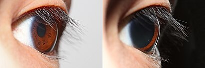 Variation in the size of the pupil in bright (left) and dim (right) environments. In this case the pupil is 3 mm in diameter on the left, and 9 mm on the right Pupillary light reflex.jpg