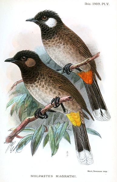 File:PycnonotusMagrathiKeulemans.jpg