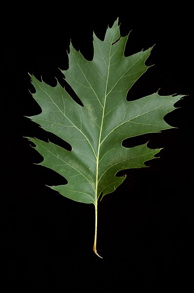 File:Quercus rubra (23884937540).jpg