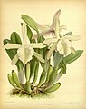 Rhyncholaelia glauca (as syn. Brassavola glauca) Plate 415 in: R.Warner - B.S.Williams: The Orchid Album (1882-1897)