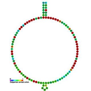 <span class="mw-page-title-main">Small nucleolar RNA snoR31/Z110/Z27</span>