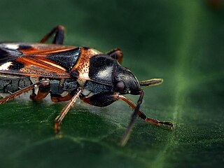 <i>Raglius alboacuminatus</i> Species of true bug