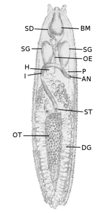 Drawing of the anatomy of Rathouisia leonina.
Digestive system:
BM - buccal mass
SD - salivary duct
SG - salivary gland
OE - oesophagus
AN - anus
I - intestine
ST - stomach
DG - digestive gland
other organs:
P - position of the pneumostome
H - heart
OT - ovotestis. Rathouisia leonina anatomy.png