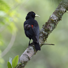 Pájaro cacique de rabadilla roja.png