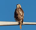 * Nomination Red-tailed hawk in Prospect Park --Rhododendrites 17:25, 17 December 2020 (UTC) * Promotion  Support Good quality. --Podzemnik 01:49, 18 December 2020 (UTC)