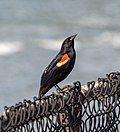 Thumbnail for File:Red-winged blackbird on Governors Island (45928).jpg