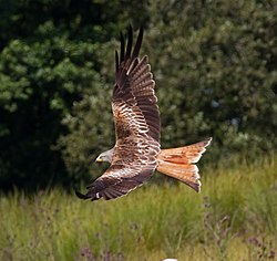 Sarkanā klija (Milvus milvus)