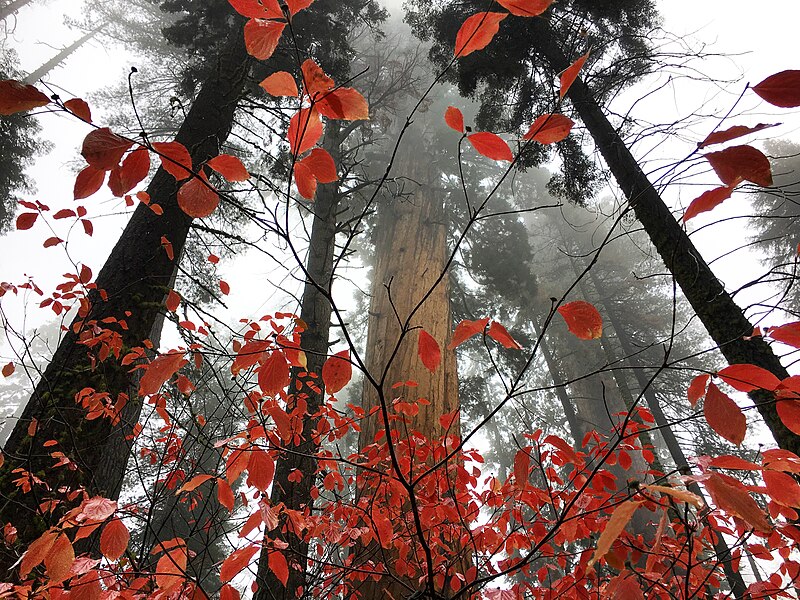 File:Red Leaves in the Sequoia Groves (b2c50a0e-5d44-45c2-b8ec-4a178714a49f).jpg