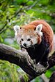 Red Panda (19043410722).jpg