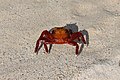 Red rock crab, Galápagos Islands.jpg