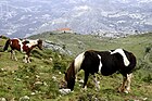 Chevaux et chapelle au sommet du mont Monsacro.