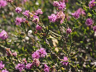 <i>Regelia cymbifolia</i> Species of shrub