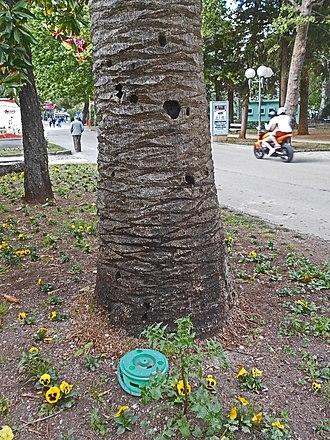 Traps for attracting and destroying red palm weevil (Budva, Montenegro) Rh. ferrugineus treatment 01.jpg