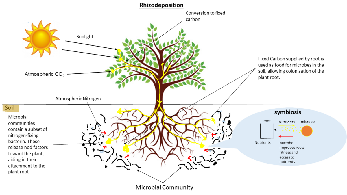 Rhizodeposition.png