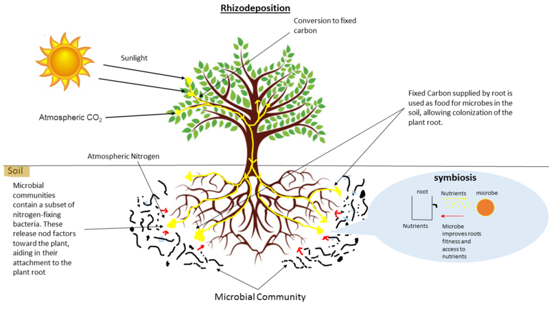 File:Rhizodeposition.png