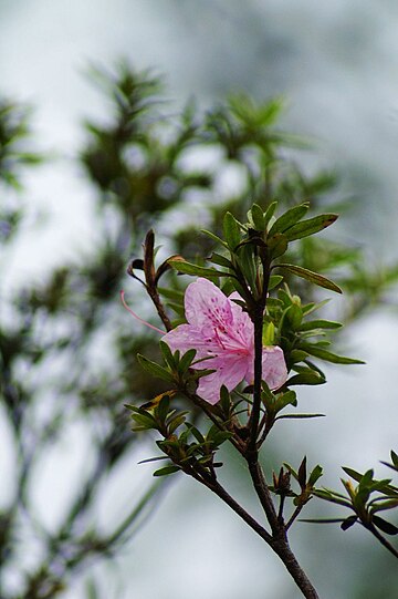 Rhododendron kanehirae