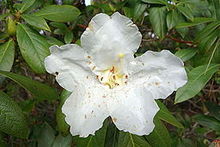 Rhododendron liliiflorum - Мендокино жағалауындағы ботаникалық бақтар - DSC02231.JPG
