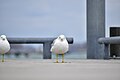 * Nomination Ring-Billed Gull spotted at Toronto --Fabian Roudra Baroi 03:09, 17 April 2023 (UTC) * Promotion  Support Good quality. --Rjcastillo 03:15, 17 April 2023 (UTC)