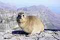 Rock Hyrax on top of Table Mountain, Cape Town.jpg